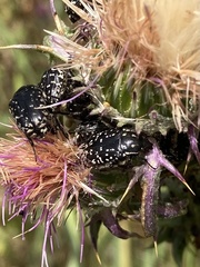 Oxythyrea noemi