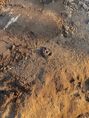 Bothrops mattogrossensis