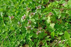 Lamium purpureum
