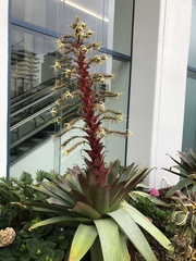 Alcantarea imperialis