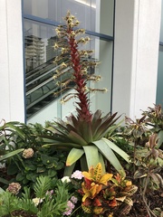 Alcantarea imperialis