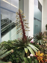 Alcantarea imperialis