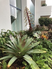 Alcantarea imperialis