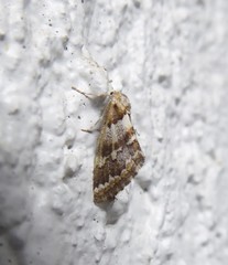 Anomocentris trissodesma