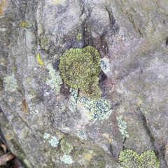 Phaeophyscia sciastra
