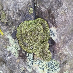 Phaeophyscia sciastra
