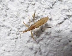 Sastrapada australica