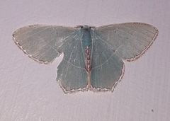 Hemistola rectilinea