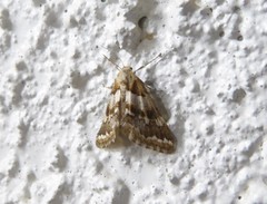 Anomocentris trissodesma