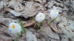 Crocus heuffelianus