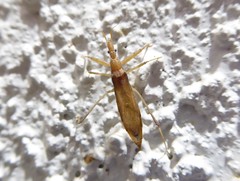 Sastrapada australica