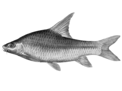 Niger Barb photo 1
