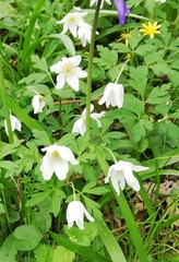 Anemonoides nemorosa