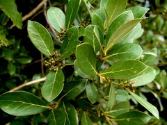 Ocotea pulchella