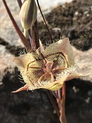 Calochortus tiburonensis