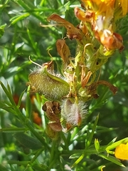 Genista tournefortii