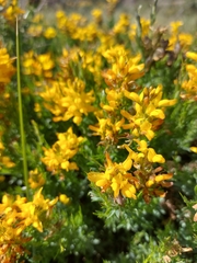 Genista tournefortii