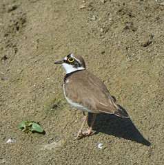 Charadrius dubius