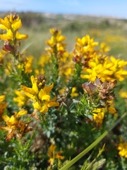 Genista tournefortii