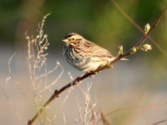 Passerculus sandwichensis