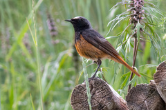 Phoenicurus ochruros phoenicuroides