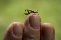 Pseudomiopteryx infuscata