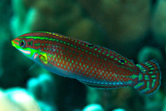 Ornamented Wrasse photo 2