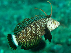Rockmover Wrasse photo 2