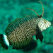 Rockmover Wrasse - Photo (c) Philip Thomas, some rights reserved (CC BY-NC), uploaded by Philip Thomas