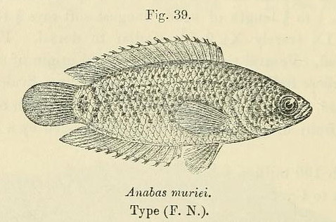 Ocellated labyrinth fish