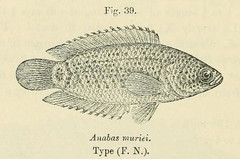 Ocellated Labyrinth Fish photo 3