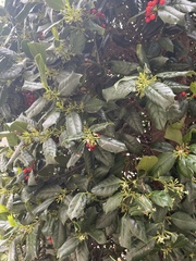 Ilex opaca