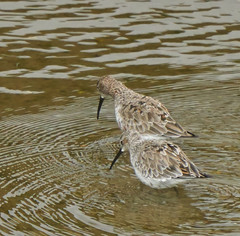 Calidris ferruginea