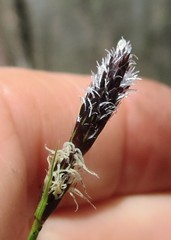 Carex montana