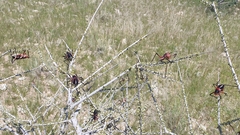 Acanthoplus longipes