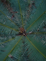 Cycas siamensis, photograph (c) Utain Pummarin, some rights reserved (CC BY)