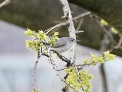 Polioptila caerulea caerulea