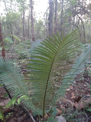 Cycas siamensis, photograph (c) Utain Pummarin, some rights reserved (CC BY)