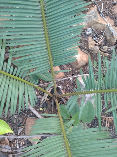 Cycas siamensis, photograph 3