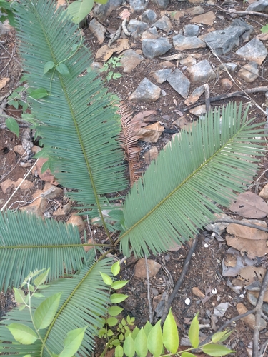 Cycas siamensis, photograph 4