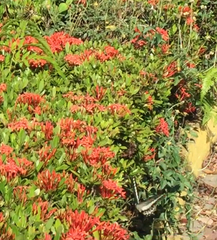 Papilio demolion demolion