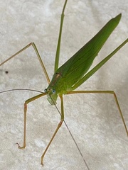 Phaneroptera nigroantennata