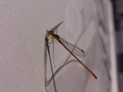Ceriagrion auranticum