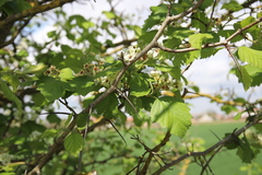 Crataegus submollis