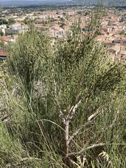 Ephedra distachya