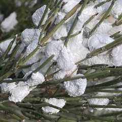 Ephedra distachya