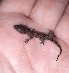 Tropical House Gecko