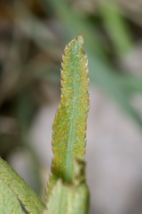 Puccinia sii-falcariae