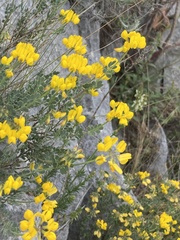 Coronilla minima