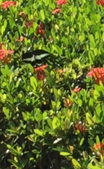 Papilio demolion demolion